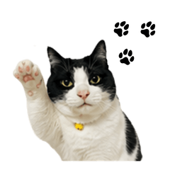 Everyday Stickers of a Tuxedo Cat