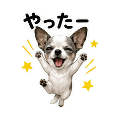 Tiny Chihuahua Daily stamp