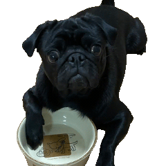 Daily life with pugs