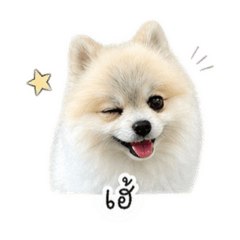Cute Pompom dog