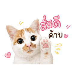 Patsai_20260430222751