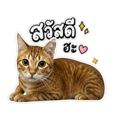 Patty_20260507000037