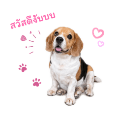 Khaitoon Khaiwan The Beagle