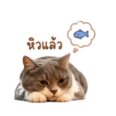 Kaitaoo V.1