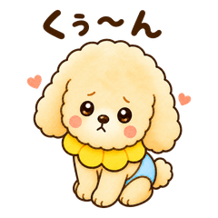 Cute Toy Poodle Everyday Stickers 3