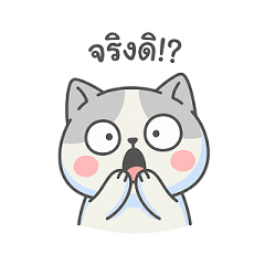 Cute and quirky lazy cat