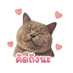 Kaitoonn V.1