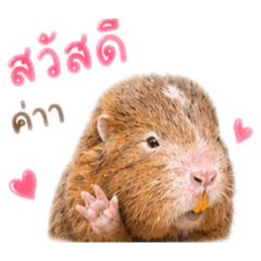 Praew_20260509052224