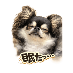 Hide_dog_2026