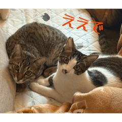 jskk_20260509085549
