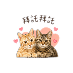 貓咪清朝名字