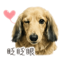Miumiu陪伴日記2