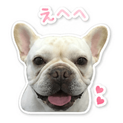 Mamezou the French Bulldog 2