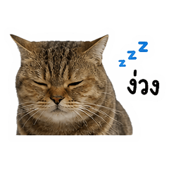 'Shabu' Cat Daily Mood