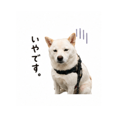 Daily Chat Stickers ICHI