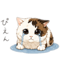 This is my cat. His name is Sora-kun.