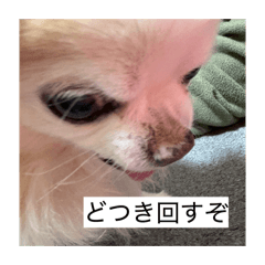 nonozaurusu_20260509013242