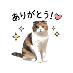 Daily Life of  Scottish Fold