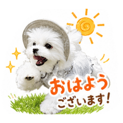 Lily_20260509080621