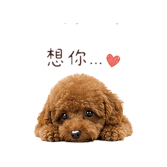 貴賓四毛寶～4