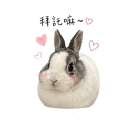 ᙏ̤  miffy   ⋆♡̆̈