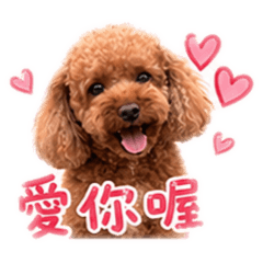 軟綿綿的琪琪陪你聊天