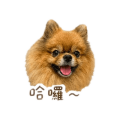 Yumi小可愛
