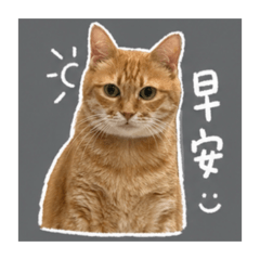 謝阿肥日常