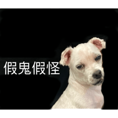 台灣狗語（♡）
