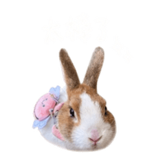 奶茶 兔兔