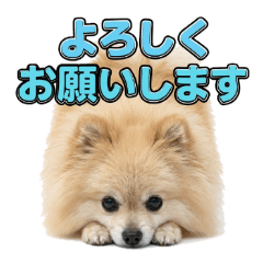 Pomeranian Rocky