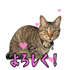 Simba-kun is talking. Stickers