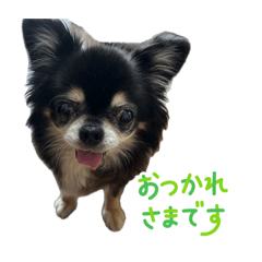 Gypsy_20260509093122