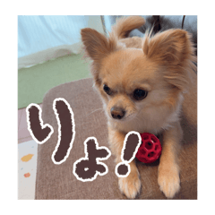 Qoochan Daily Life01