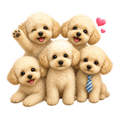 Toy poodle kotetsu love
