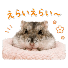 Chokon Ham Cozy Healing Stickers