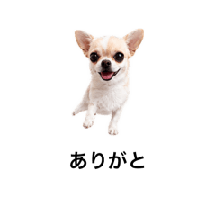 dog202605