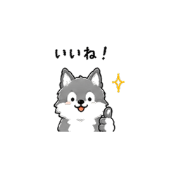 Fluffy Wolf's Daily Life