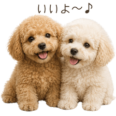 Can be used daily for a toy poodle!