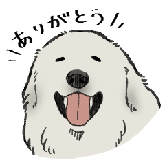 A gentle Great Pyrenees
