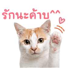 Suda_20260428161301