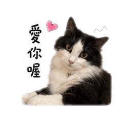 辛巴小喵咪