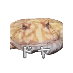 poyopoyo_20260509100353
