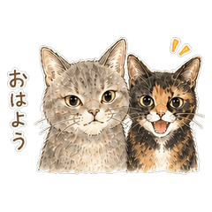 Former Rescue Cats Sakura & Kaede v2