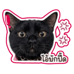 The cat is name Bak Pid