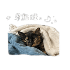 珍珠&奶茶ʕ •ᴥ•ʔ