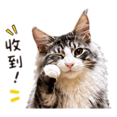 緬因仔仔