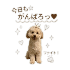 Belle_20260509103012