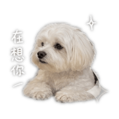 全糖去冰！可樂的甜分補給