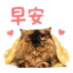 早安Good morning 貓咪貼圖